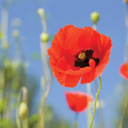 Poppy Villa